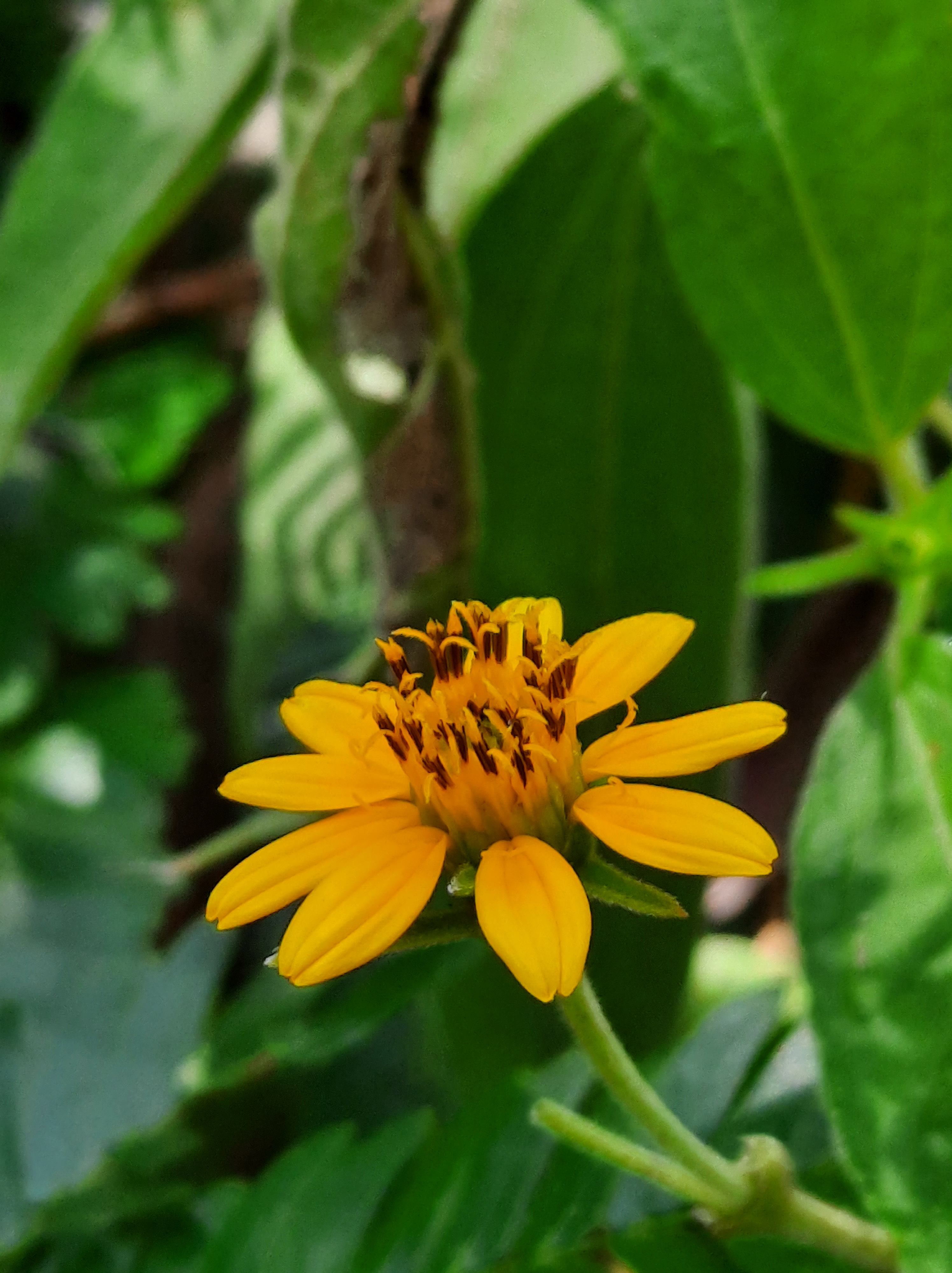 Flores amarillas , fotos tomadas con el movil 
Fotografias de flores 